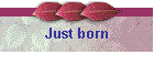 Just born